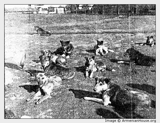 CONSTANTINOPLE DOGS.