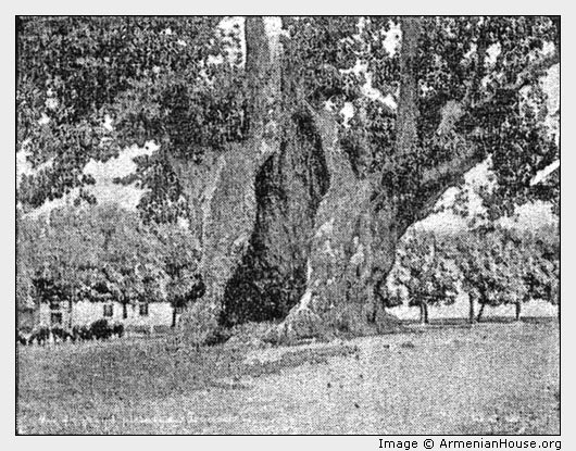 PLANE TREE OF THE JANIZARIES, STAMBOUL.