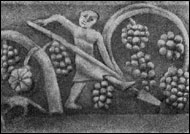 Обработка виноградника